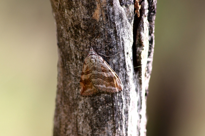 Aplocera plagiata?